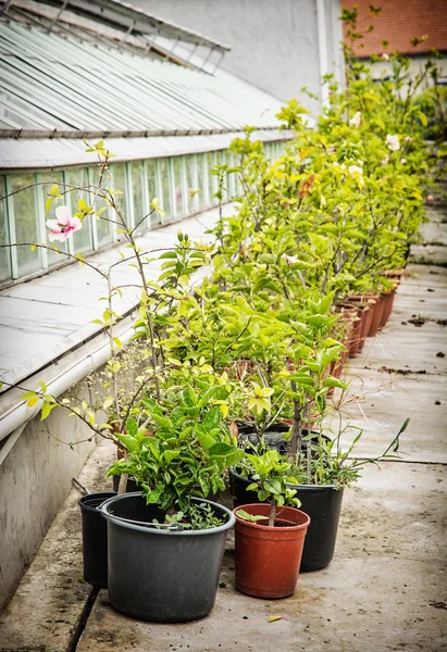 Różne rośliny doniczkowe w oranżerii, w pobliżu Pałacu Festeticsów, Kes — Zdjęcie stockowe
