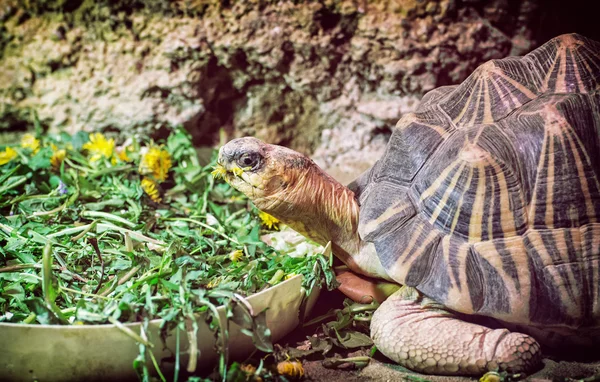 Utstrålad sköldpadda - Astrochelys radiata, djur porträtt — Stockfoto