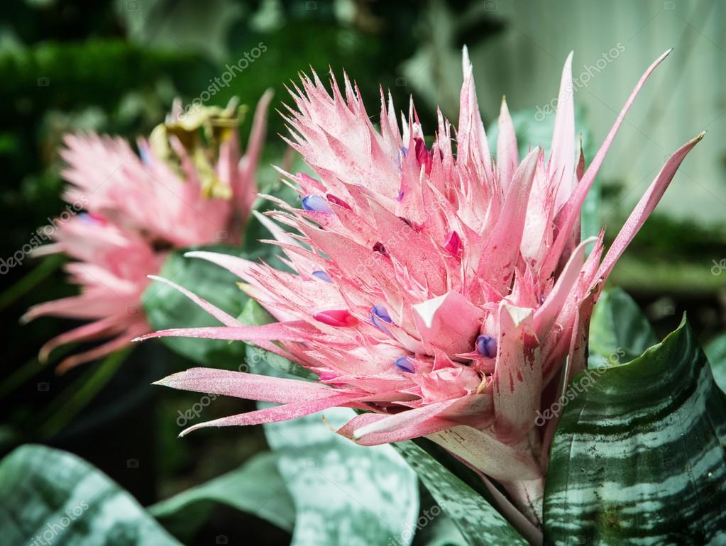 Aechmea fasciata, pink flowering plant Stock Photo by ©Vrabelpeter1