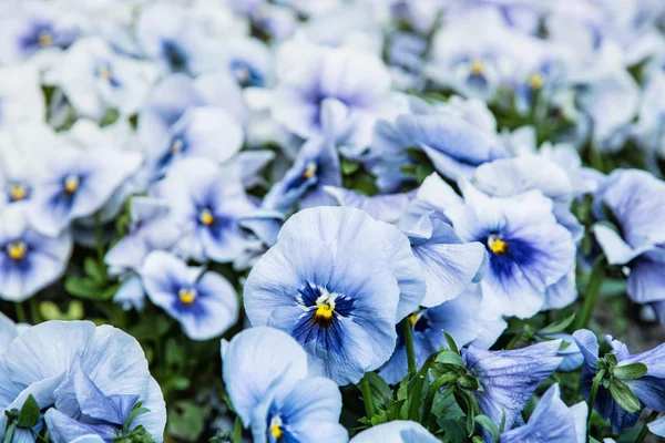 Blaue Stiefmütterchen im Garten — Stockfoto