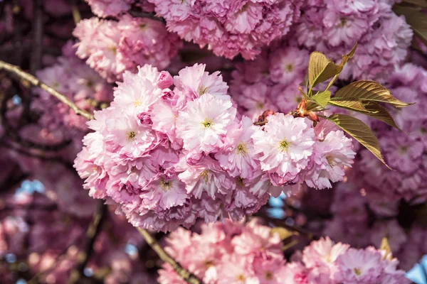 Sakura - Flor de cerejeira - na primavera, cena natural — Fotografia de Stock