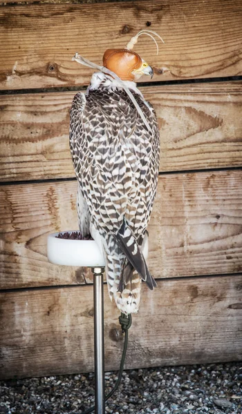 Bird of prey with a leather cap on his head, falconry theme — Stock Photo, Image