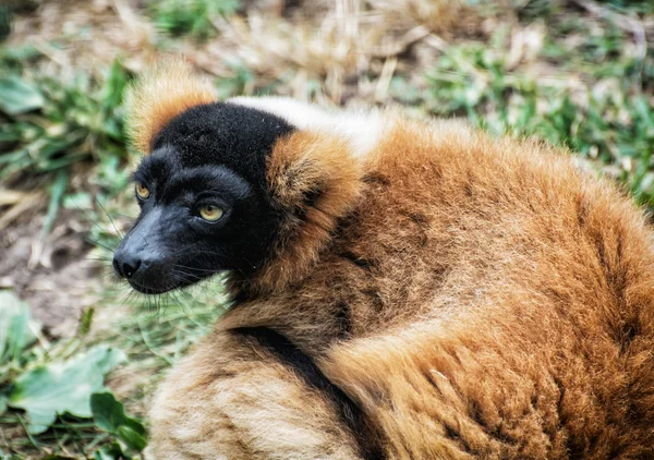 Red ruffed lemur - Varecia rubra portrait — Stock Photo, Image