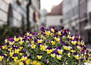 Potted purple and yellow viola flowers - seasonal street decorat clipart