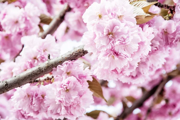 Fleurs Sakura roses - Fleurs de cerisier - au printemps — Photo