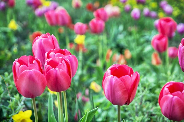 Beautiful pink tulips in the garden, springtime — Stock Photo, Image
