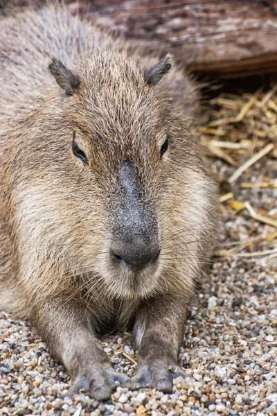 Capibara portret - Hydrochoerus hydrochaeris, dierlijke scène — Stockfoto