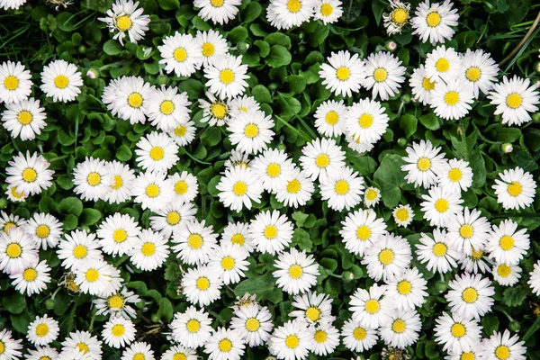 Achtergrond van witte ox-eye madeliefjes in voorjaar weide — Stockfoto