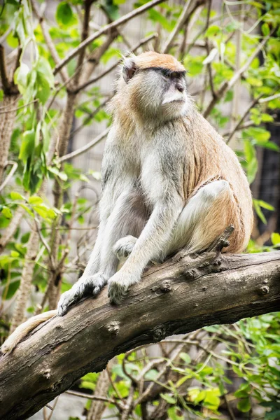 Patas monkey - Erythrocebus patas - sitting on the branch and ob — Stock Photo, Image