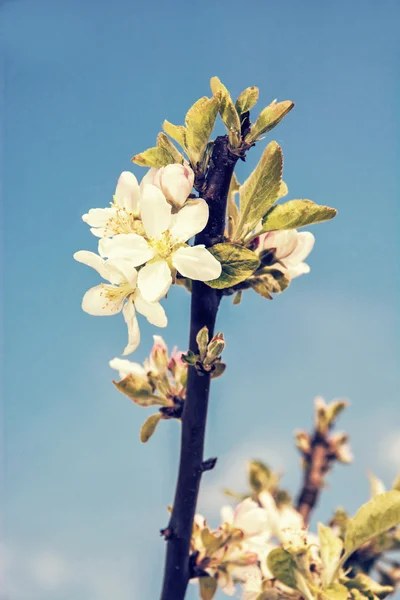 Flowering cherry twig and blue sky, retro photo filter — Stock Photo, Image