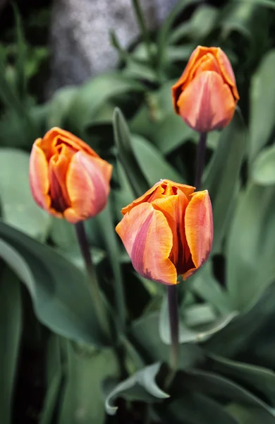 Beautiful orange tulips, seasonal natural scene — Stock Photo, Image