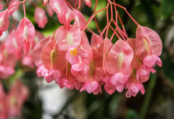 Pink exotische bloemen, macro natuurlijke scène — Stockfoto