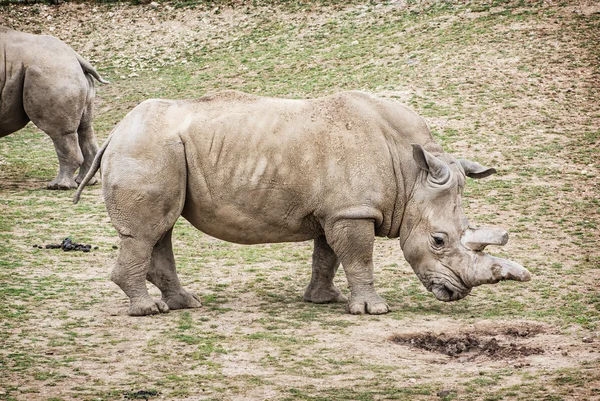 Білий носоріг - Ceratotherium simum - вид збоку — стокове фото