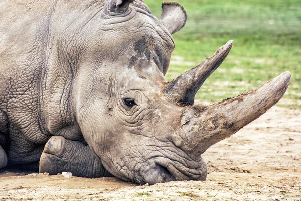 Retrato de perfil close up do rinoceronte branco — Fotografia de Stock