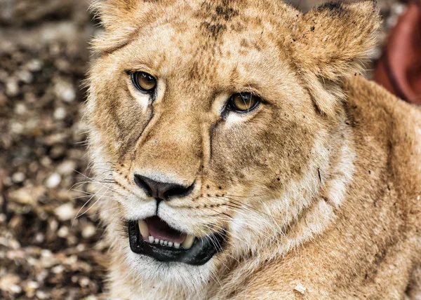 Retrato de leona berberisca - Panthera leo leo, retrato animal — Foto de Stock