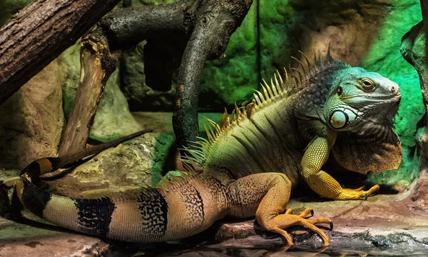 Grön leguan - Iguana iguana, djur porträtt — Stockfoto