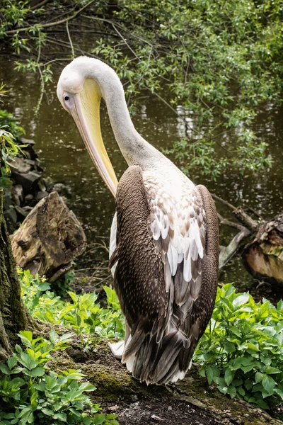 Jeden wielki biały Pelikan - Pelecanus onocrotalus - w pobliżu jeziora, — Zdjęcie stockowe