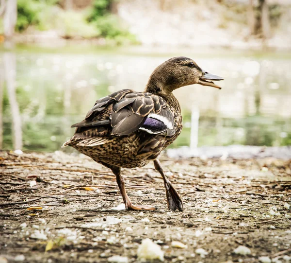 Pato real salvaje con la pierna rota, escena de pájaro —  Fotos de Stock