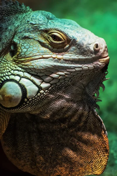 Zöld leguán - Iguana iguana, részletes állat portré — Stock Fotó