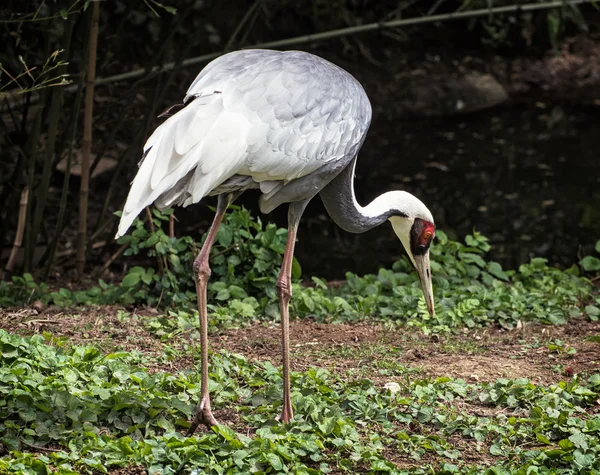 Gru dalla nuca bianca (Grus vipio), scena animale — Foto Stock