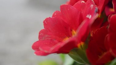 Rüzgar esen kadar güzel kırmızı campanula'lar bahçesinde görünümünü kapat