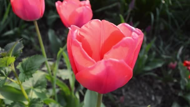 Vista de perto das belas tulipas cor-de-rosa no jardim soprando vento — Vídeo de Stock