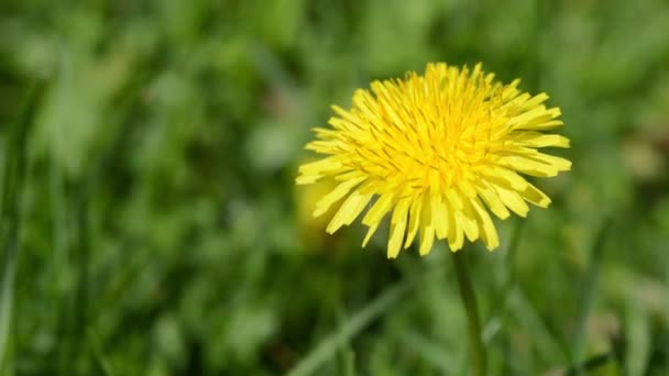Close up view of the beautiful yellow dandelion on the meadow by blowing wind — Stock Video