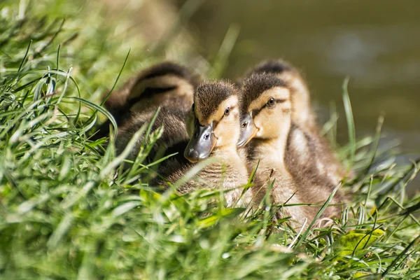 Grupo de patitos Mallard - Anas platyrhynchos - descanso —  Fotos de Stock