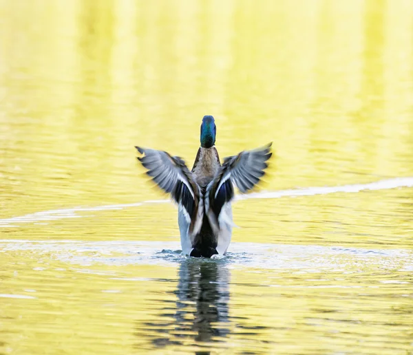 Mallard duck - Anas platyrhynchos - fly out of yellow water — Stock Photo, Image
