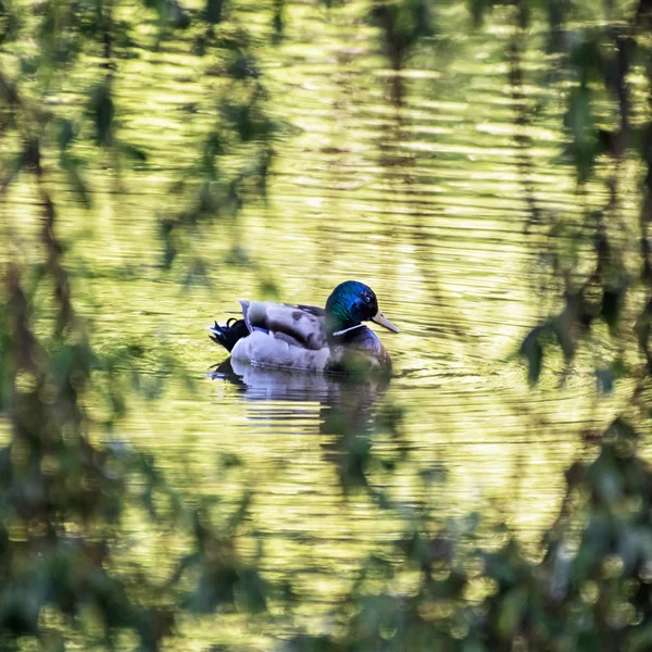 Mallard duck - Anas platyrhynchos - swims in the lake — Stock Photo, Image