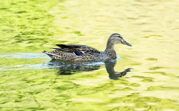 Kachna divoká kachna - Anas platyrhynchos - plave ve vodě žluto zelená — Stock fotografie