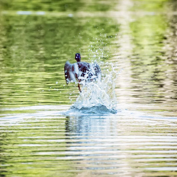 Mallard pato - Anas platyrhynchos - volar fuera del agua —  Fotos de Stock