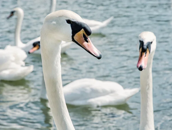 Close up photo of Swans - Cygnus, birds scene — Stock Photo, Image