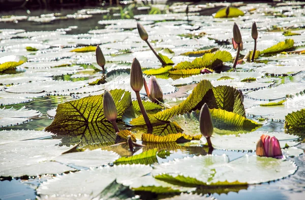 Lindos lírios de água na lagoa do jardim, scen natural sazonal — Fotografia de Stock