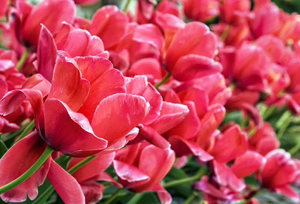Beautiful pink tulips in the garden, springtime natural scene — Stock Photo, Image
