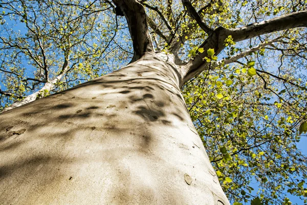 Enorme Amerikaanse sycamore tree, seizoensgebonden natuurlijke scène — Stockfoto