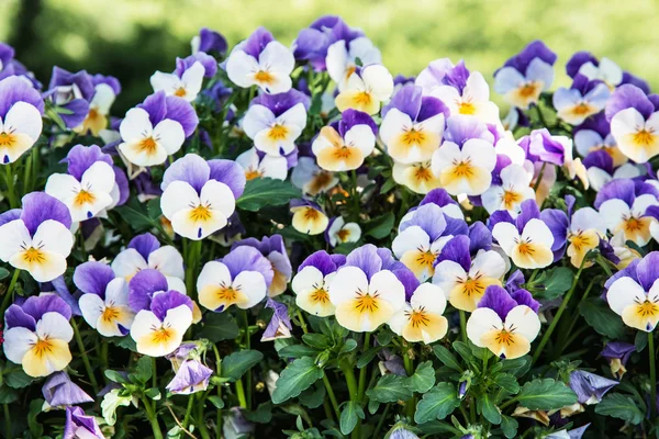 Multi gekleurde viooltjes in de tuin, seizoensgebonden natuurlijke scene — Stockfoto