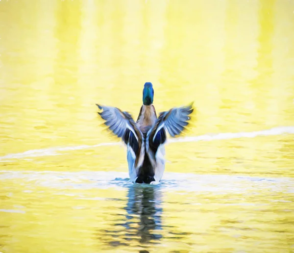 Mallard duck - Anas platyrhynchos - fly out of yellow water, ill — Stock Photo, Image