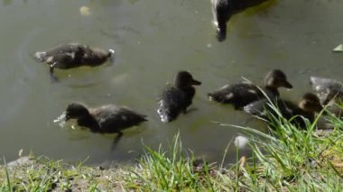 Küçük ördek yavrusu grup gölde ekmek ile besleme