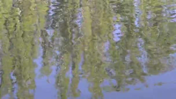 Miroir des arbres dans les vagues sur le lac — Video