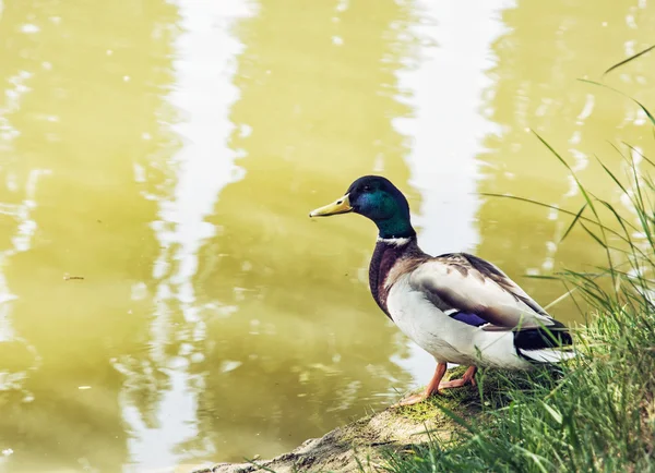 Mallard duck - Anas platyrhynchos - on the lake shore — Stock Photo, Image