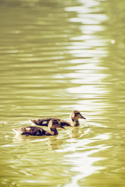 Due piccoli anatroccoli germani reali - Anas platyrhynchos — Foto Stock