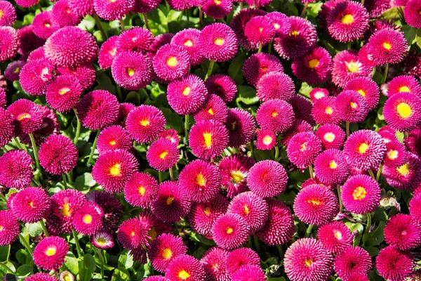 Рожевий Українська ромашки - Bellis perennis - у парку весни, seasona — стокове фото