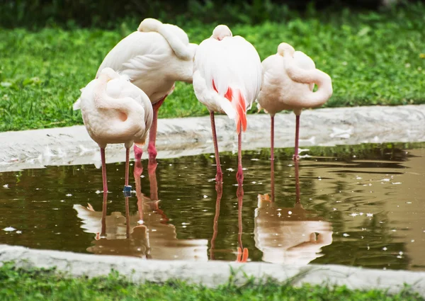 Group of Greater flamingos - Phoenicopterus ruber roseus - in ou — Stock Photo, Image