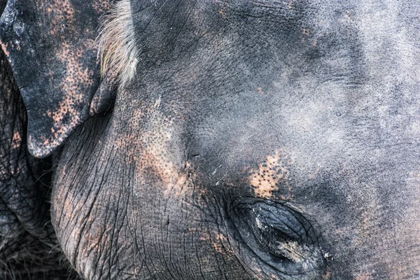 Détail photo de visage d'éléphant, thème animal — Photo