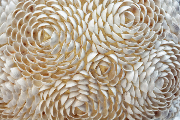 Декоративные розы из маленьких морских раковин, абстрактная сцена
