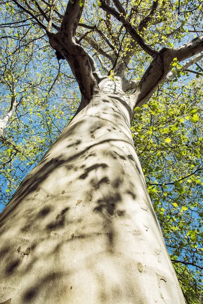 Árbol sicomoro americano masivo, composición vertical — Foto de Stock