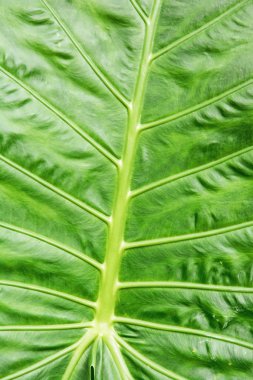 Tropikal yaprak yeşil, doğal sahne arka plan