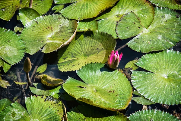Lírio de água roxo bonito no lago de jardim, sazonal natural — Fotografia de Stock