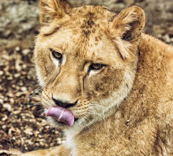 Retrato de leona berberisca - Panthera leo leo, retrato animal — Foto de Stock